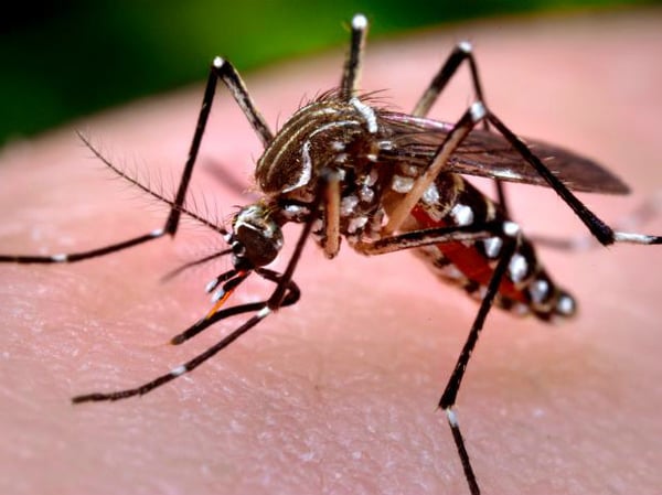 The Aedes Aegypti also known as the Yellow Fever mosquito.